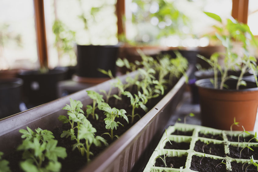 Starting seedlings in greenhouse during the winter to prepare for a successful spring planting season