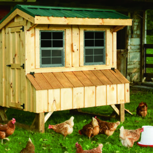Custom 4x6 quaker Amish-built chicken coop on homestead with free-range chickens grazing